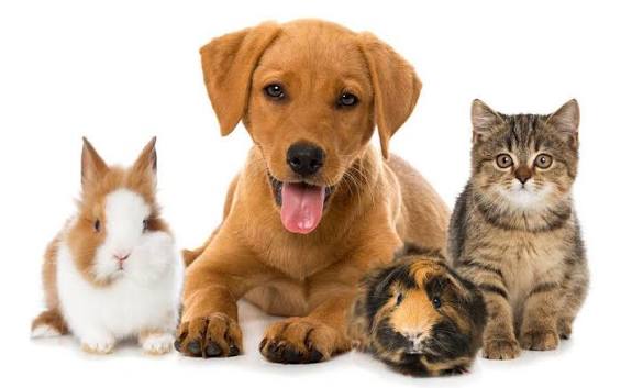 pet accessories